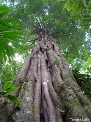 Aspidosperma discolor