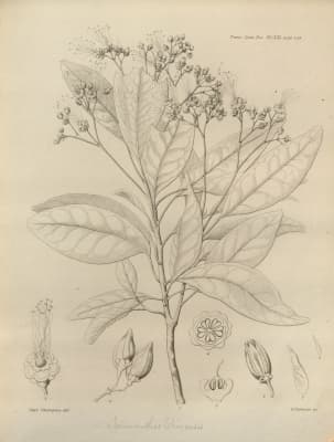 Ixonanthes reticulata