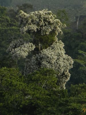 Cordia megalantha