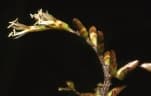 Calamus exilis