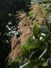Triplaris weigeltiana
