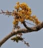 Sterculia villosa
