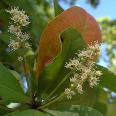 Bucida buceras
