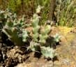 Euphorbia schinzii
