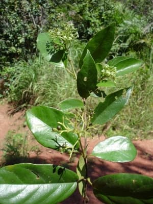Premna lucens