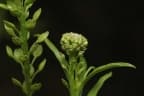 Lepidium africanum