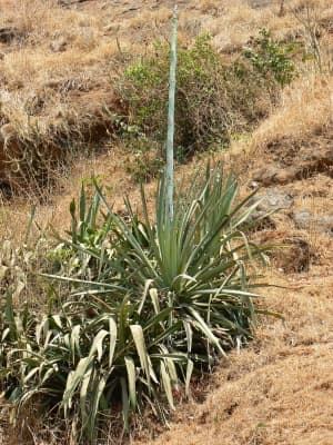 Agave cantala
