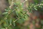 Polygonum plebeium