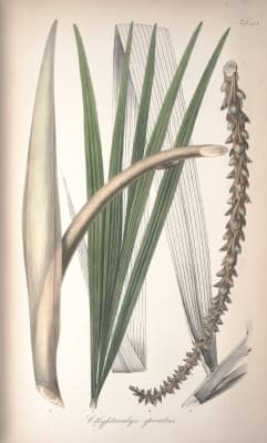 Calyptrocalyx spicatus
