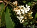 Citharexylum myrianthum