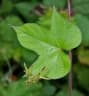 Ipomoea nil