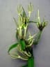 Ceropegia stenantha