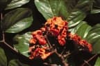 Archidendron vaillantii