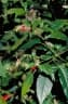 Rivina humilis