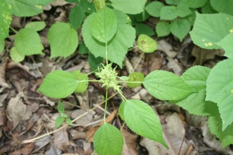 Acalypha ciliata