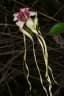 Strophanthus sarmentosus