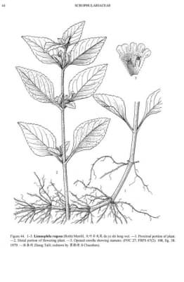 Limnophila rugosa