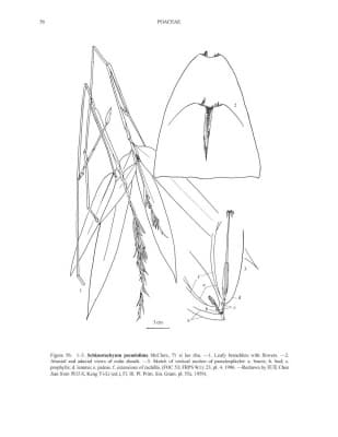 Schizostachyum pseudolima