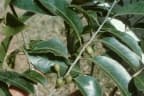 Drypetes glauca