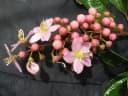 Miconia centronioides