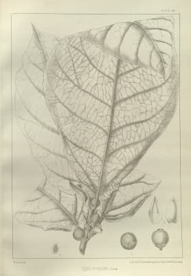 Ficus pungens