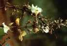 Qualea multiflora
