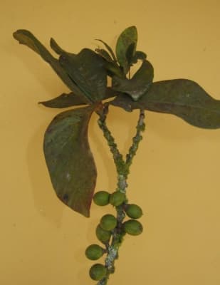 Synsepalum cerasiferum