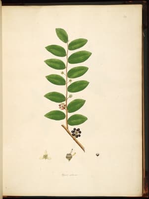 Polyalthia suberosa