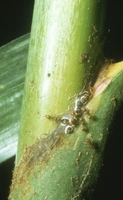 Calamus laevigatus