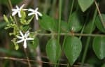 Jasminum auriculatum