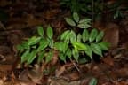 Kokoona reflexa