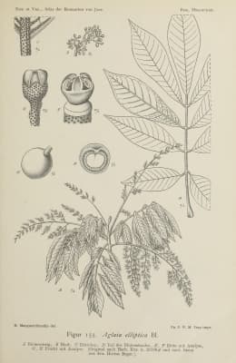 Aglaia elliptica