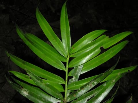 Podocarpus guatemalensis