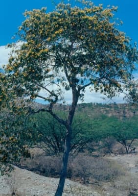 Bulnesia arborea
