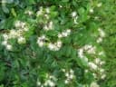 Guibourtia coleosperma