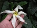 Tabernaemontana africana