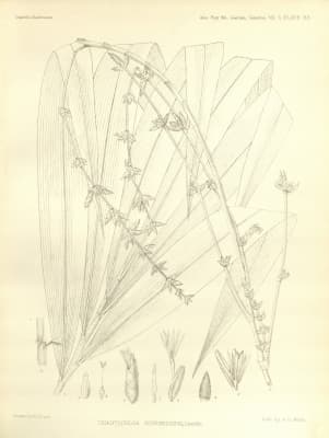 Gigantochloa scortechinii