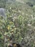 Disterigma alaternoides