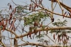 Albizia procera