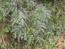 Albizia schimperiana