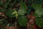 Peristrophe roxburghiana
