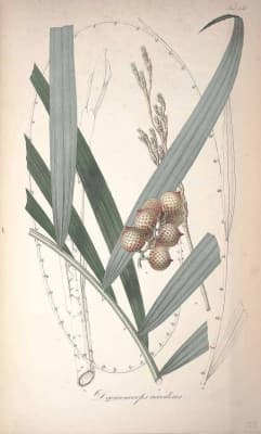 Daemonorops rubra