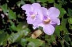 Thunbergia grandiflora