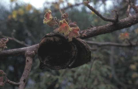 Sterculia rhynchocarpa