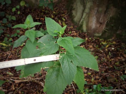 Urtica massaica