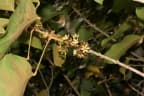 Cola laurifolia