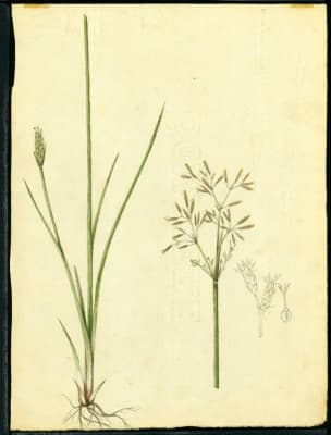 Fimbristylis complanata