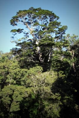 Newtonia buchananii