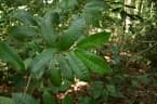 Meiocarpidium lepidotum