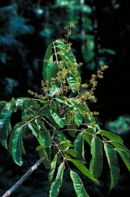 Canarium acutifolium